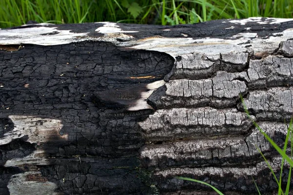 Burned Tree Grass Meadow — Stock Photo, Image