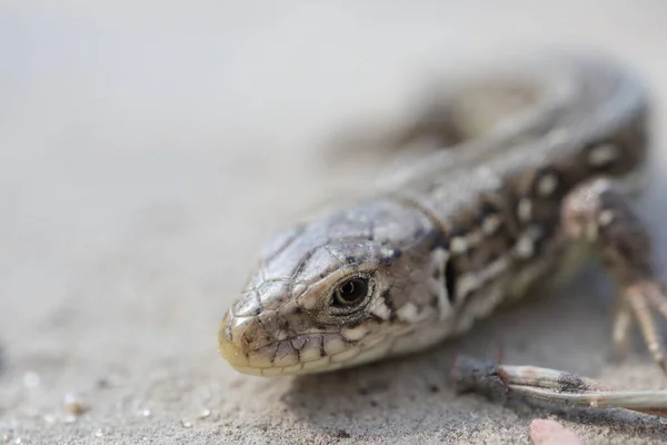 Petit Lézard Gros Plan Dans Forêt — Photo