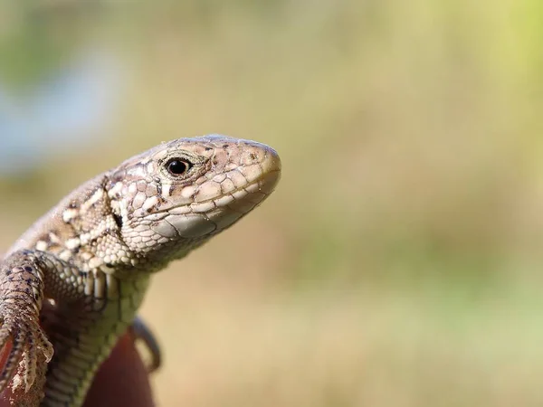 Pequeno Lagarto Perto Floresta — Fotografia de Stock