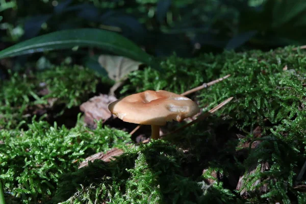 Kleine Paddenstoel Mos — Stockfoto