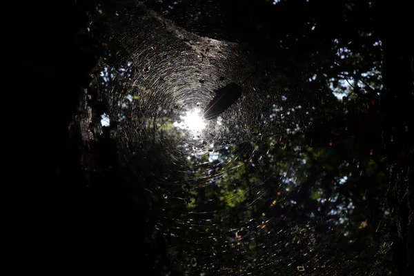 Cobweb Солнечные Дожди Лесу — стоковое фото