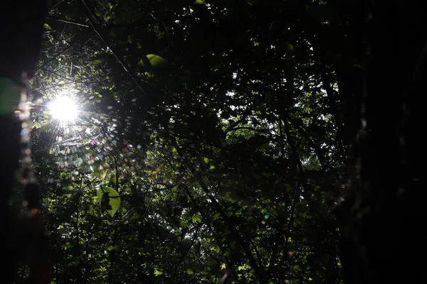 Cobweb Солнечные Дожди Лесу — стоковое фото