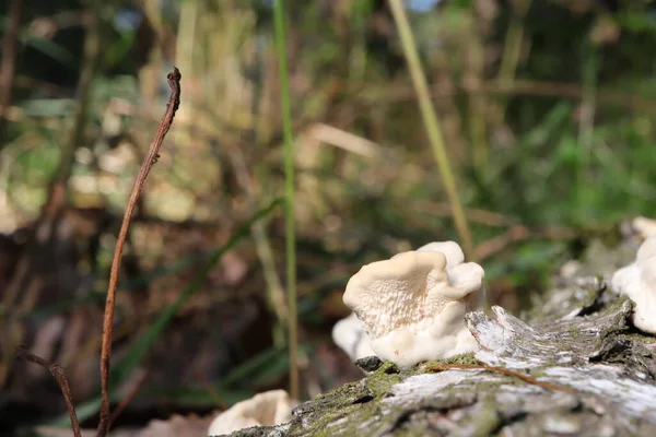 Weiße Pilze Einer Toten Birke — Stockfoto