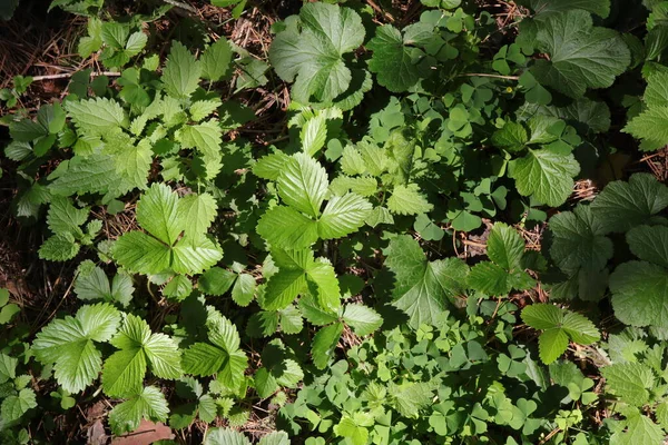 Walderdbeeren Wald lizenzfreie Stockbilder