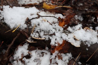 Baharın başında Trametes versicolor