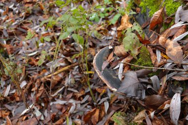 Düz mantar yosun ve yapraklarla kaplı.