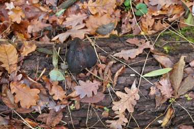 Mantarlar, ormanda çoklu gözenekler.