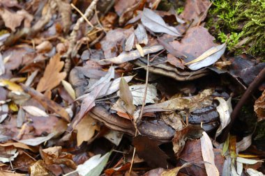 Düz mantar yosun ve yapraklarla kaplı.
