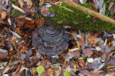 Düz mantar yosun ve yapraklarla kaplı.