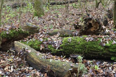 Ormandaki ölü odun 