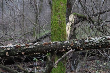 Ormandaki ölü odun 