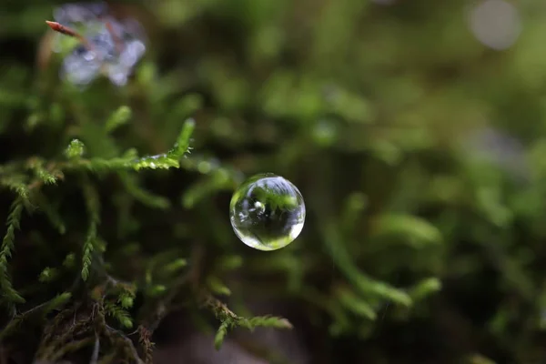 Water Drop Macro Winter Moss — Stock Photo, Image