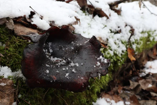 Polyporus Badius Winterwald — Stockfoto