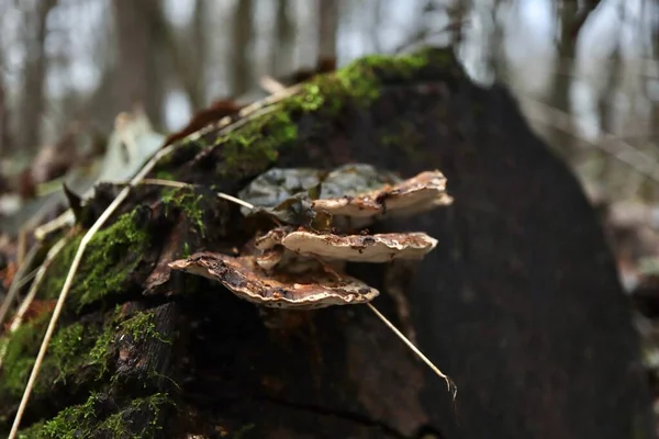 Trametes Versicolor Auf Dem Totholz — Stockfoto