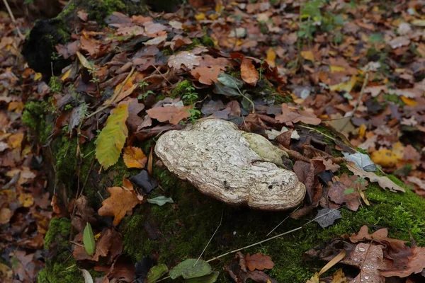 Pilze Polypen Wald — Stockfoto
