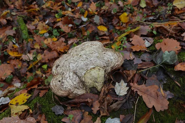 Mantarlar, ormanda çoklu gözenekler.