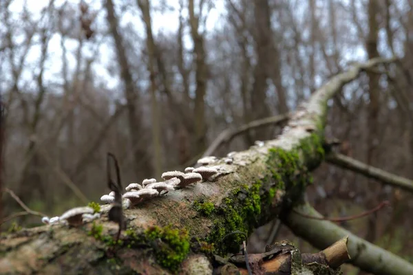 Many Small Fungi Deadwood — Stock Photo, Image