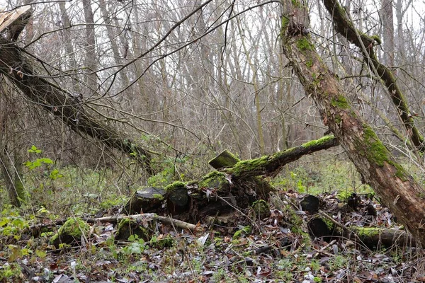 Νεκρό Ξύλο Στο Δάσος — Φωτογραφία Αρχείου