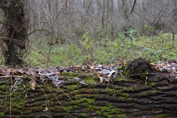 Totholz Wald — Stockfoto