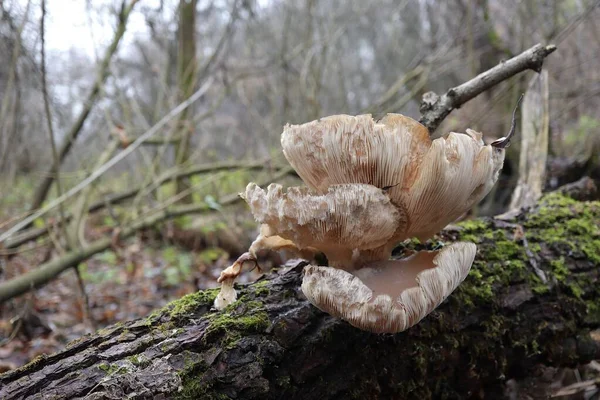 Große Alte Pilze Auster — Stockfoto