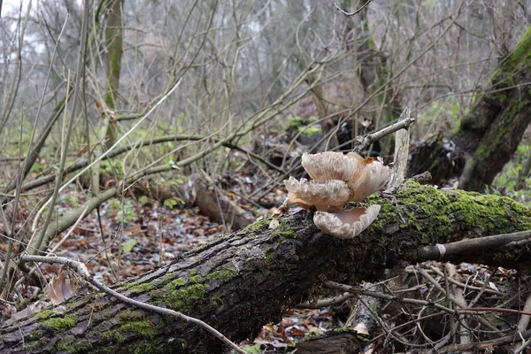 Große Alte Pilze Auster — Stockfoto