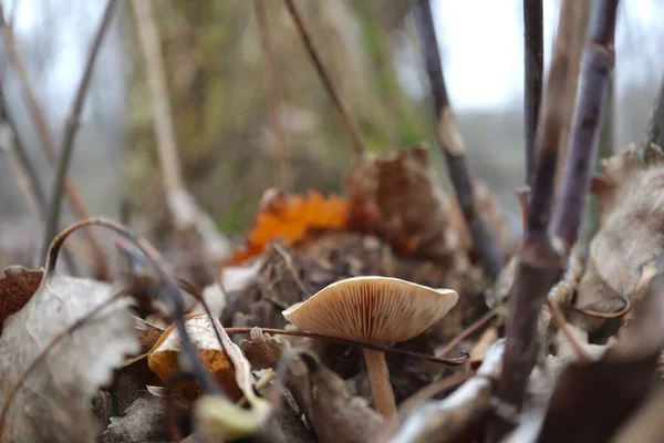 Little Mushroom Leaves — Stock Photo, Image