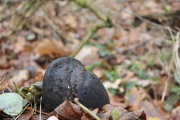 Pilze Polypen Wald — Stockfoto