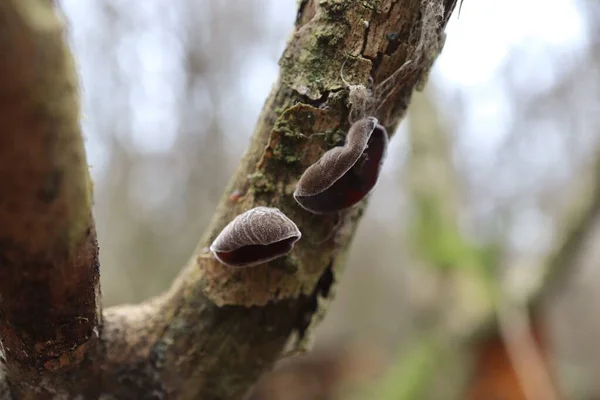 Viele Kleine Pilze Auf Einem Totholz — Stockfoto