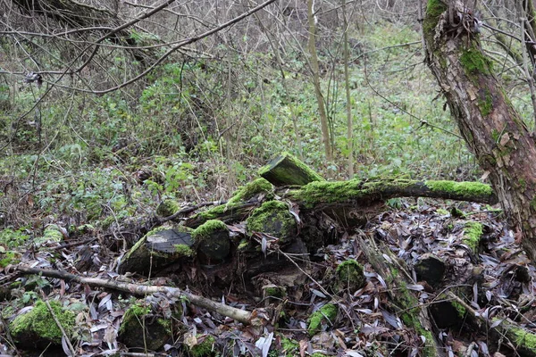 Bois Mort Dans Forêt — Photo