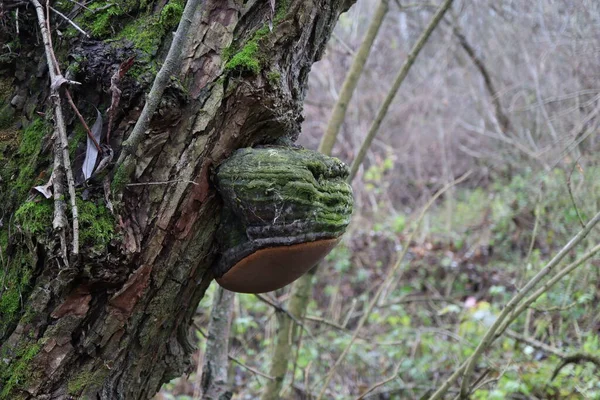 Pilze Polypen Wald — Stockfoto
