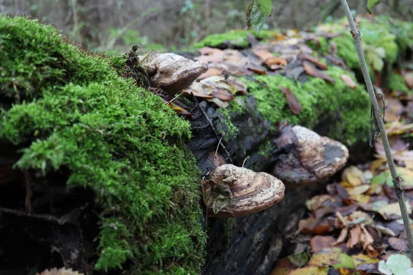 Pilze Polypen Wald Stockbild