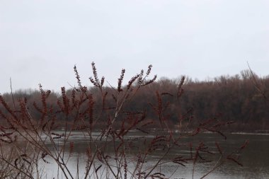 Kışın nehir kıyısında