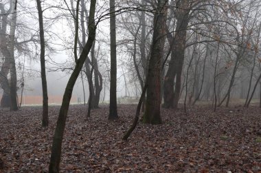 Şehir parkında sis var.