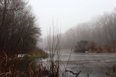 Ormanda sisli bir gün