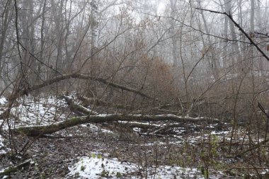 Bahar ormanında ölü odun 