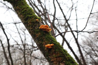 Flammulina Velutipes Yakın planda 
