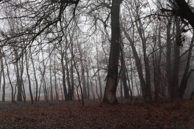 Şehirdeki sisli park
