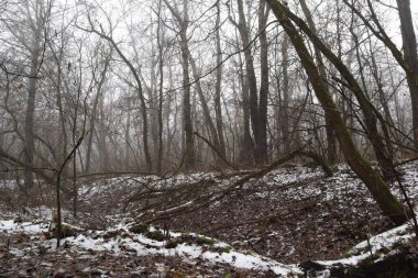 Karlı kasvetli kış ormanı