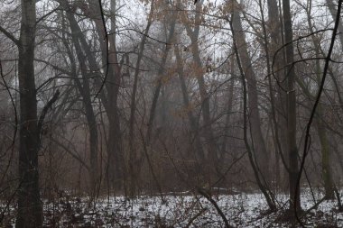 Karlı kasvetli kış ormanı