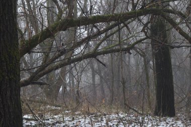 Karlı kasvetli kış ormanı