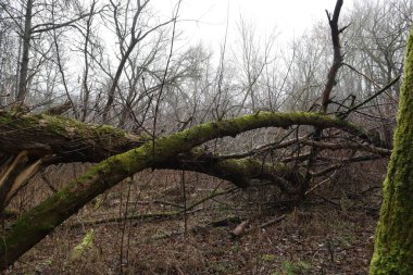 Kasvetli bir ormanda devrilmiş ağaçlar