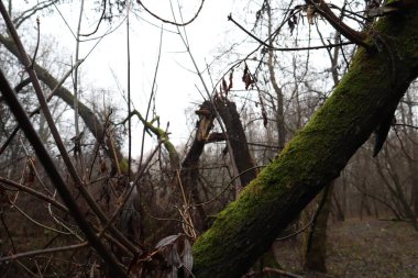 Yağmur üstüne yağmur.