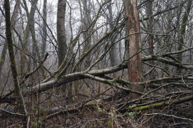 Kasvetli bir ormanda devrilmiş ağaçlar