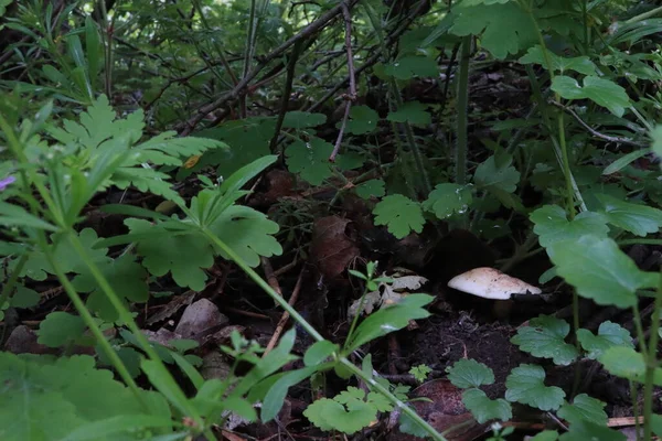 Kleiner Weißer Pilz Gras — Stockfoto