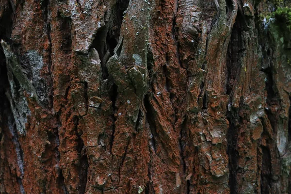 Kahverengi Ağaç Kabuğu Dokusu — Stok fotoğraf