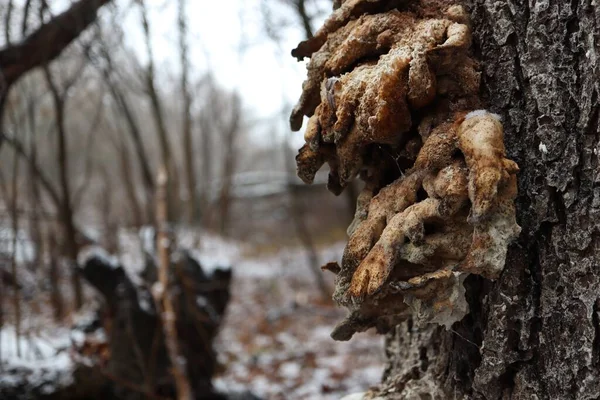 Kış Ormanlarında Çoklu Gözenekler — Stok fotoğraf