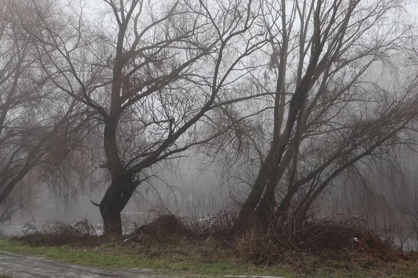 Brouillard Sur Les Rives Une Rivière Gelée Dans Forêt — Photo