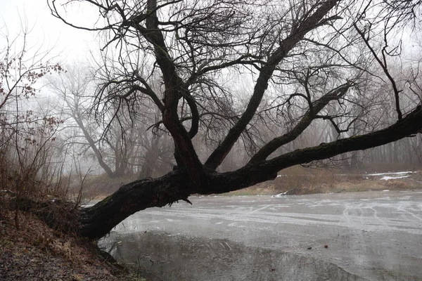 森林中冰冻的河岸上的雾气 — 图库照片