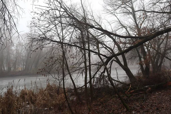 森林里的雾天 — 图库照片