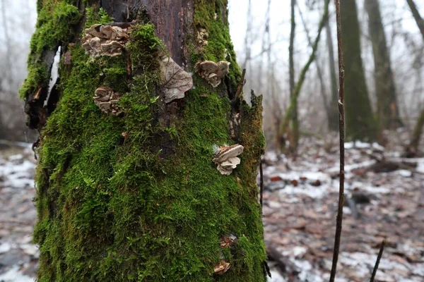 Moosbewachsener Baum Und Pilz — Stockfoto